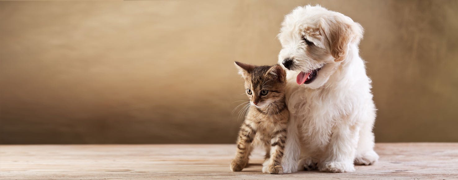 Save money on your New Zealand pet insurance
